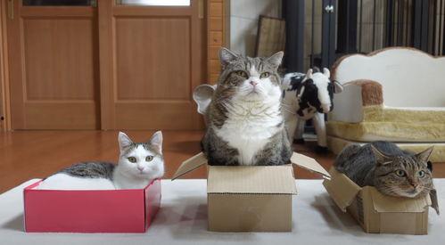 日本猫咪视频大全,视频大全里的可爱瞬间