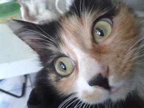 雌猫们 在线观看,在线观看指南