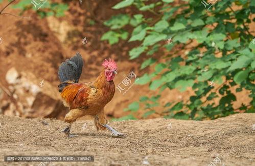 老公的鸡 很大图片,老公鸡的壮丽风采