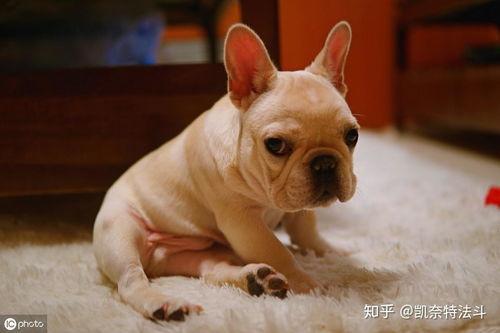 法斗AV血简介,探寻纯种法斗的神秘血统之谜