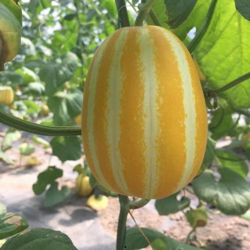 娱乐吃瓜素材在哪找到,吃瓜素材大搜集，带你一探究竟